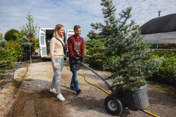 How Our Tree Care Process Works  in  Blackville, SC